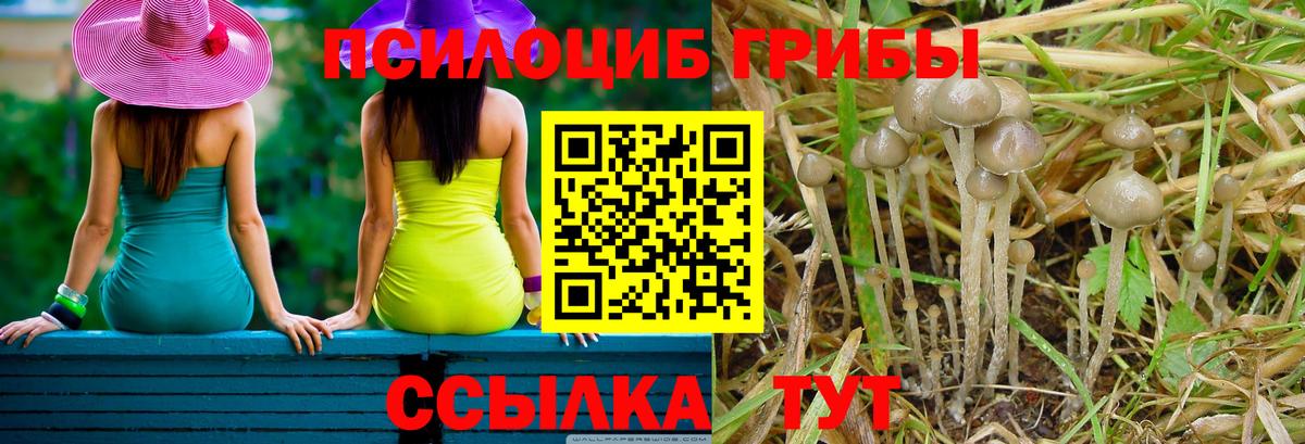 Псилоцибиновые грибы Psilocybine cubensis  Галлюциногенные грибы прущие грибы  Амурск  Вход с VPN 